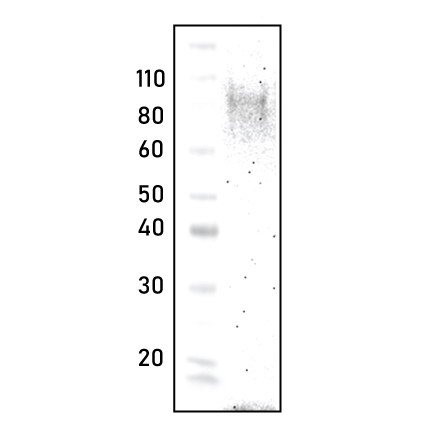 polycolnal Autotaxin antibody - Echelon Biosciences