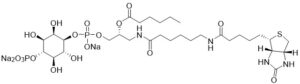 Biotin PI(4)P - Echelon Biosciences