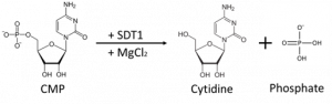 SDT1 (Pyrimidine 5’- nucleotidase) enzyme - Echelon Biosciences