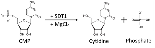 SDT1 (Pyrimidine 5’- nucleotidase) enzyme - Echelon Biosciences