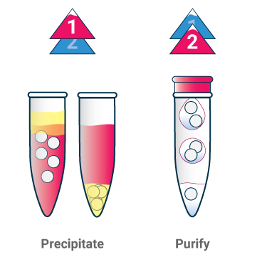 Exoclean, Exosome Purification Kit - Echelon Biosciencs