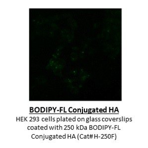 BODIPY-FL HA - Echelon Biosciences