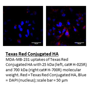 Texas Red HA - Echelon Biosciences