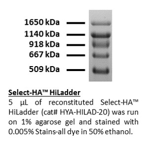 Select-HA HiLadder - Echelon Biosciences
