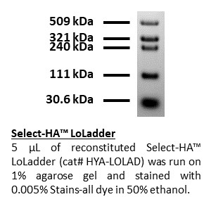 Select-HA LoLadder - Echelon Biosciences