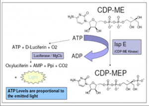CDP-MEP Synthesis Kit - Echelon Biosciences