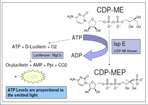 CDP-MEP Synthesis Kit - Echelon Biosciences