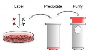 ExoClean, Exosome Purification Kit - Echelon Biosciences