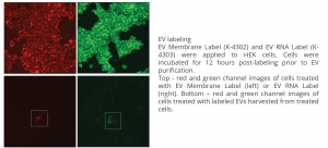 Exosome labeling, Exosome Purification Kit