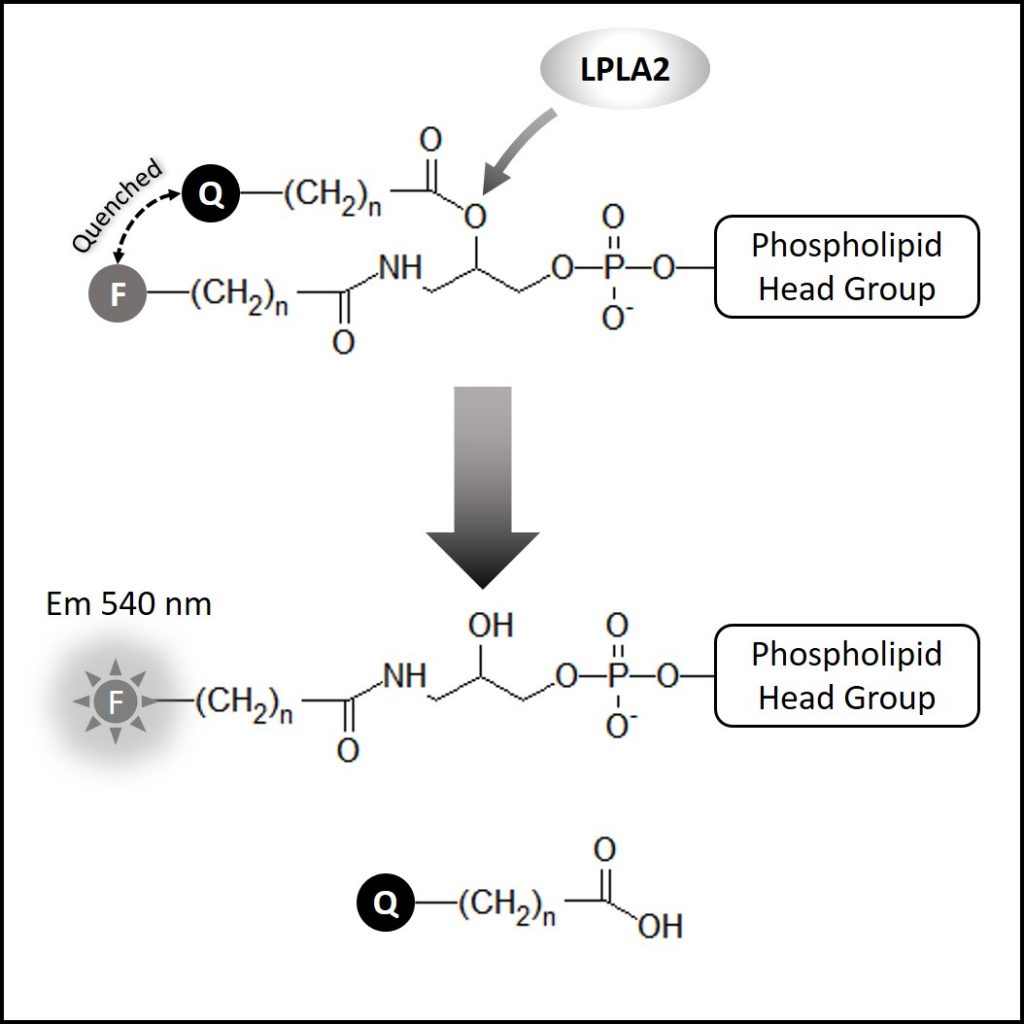 LPLA2 Inhibitor Screen - Echelon Biosciences