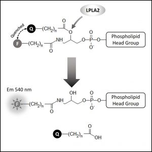 LPLA2 Inhibitor Screen - Echelon Biosciences