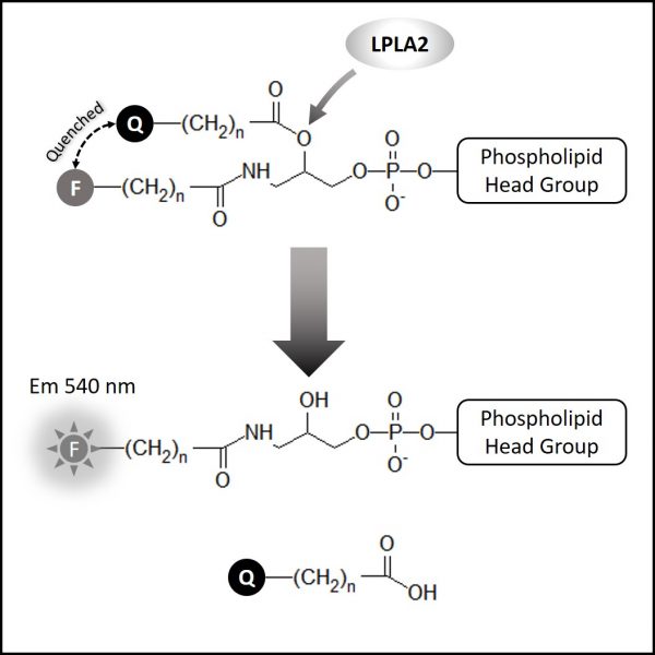 LPLA2 Inhibitor Screen - Echelon Biosciences
