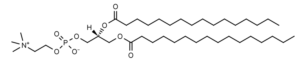 1,2-Dipalmitoyl-sn-glycero-3-phosphocholine (DPPC) - Echelon Biosciences