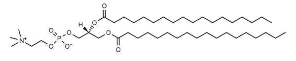 1,2-Distearoyl-sn-glycero-3-phosphocholine (DSPC) - Echelon Biosciences