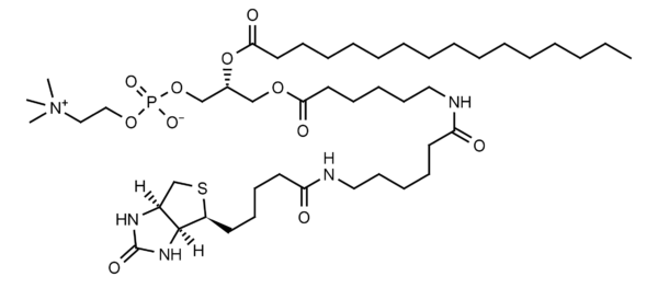 Biotin-Phosphatidylcholine - Echelon Biosciences