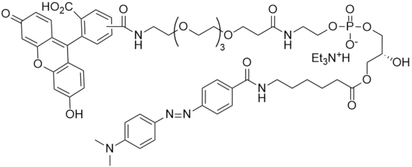 FS-3 (LysoPLD / Autotaxin fluorogenic substrate) - Echelon Biosciences