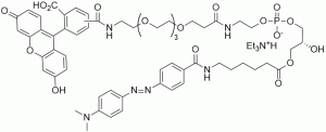 FS-3 (LysoPLD / Autotaxin fluorogenic substrate) - Echelon Biosciences