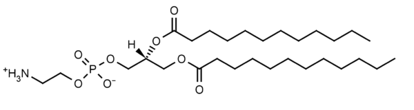 1,2-Dilauroyl-sn-glycero-3-phosphoethanolamine (DLPE) - Echelon Biosciences