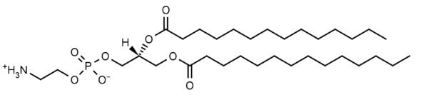 1,2-Dimyristoyl-sn-glycero-3-phosphoethanolamine (DMPE) - Echelon Biosciences