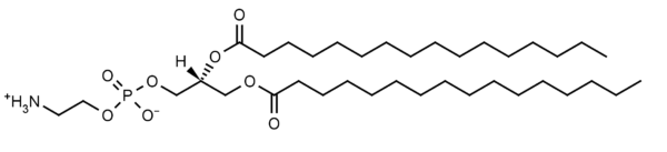 1,2-Dipalmitoyl-sn-glycero-3-phosphoethanolamine (DPPE) - Echelon Biosciences