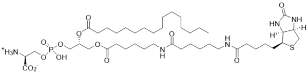 Biotin-Phosphatidylserine - Echelon Biosciences
