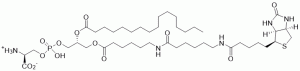 Biotin-Phosphatidylserine - Echelon Biosciences