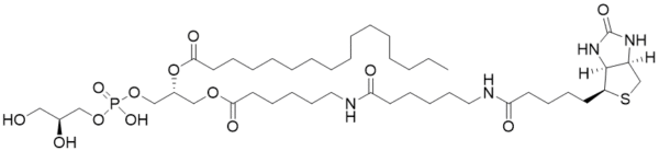 Biotin-Phosphatidylglycerol - Echelon Biosciences