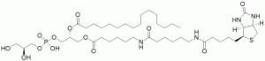 Biotin-Phosphatidylglycerol - Echelon Biosciences
