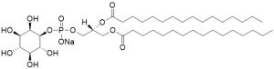 Phosphatidylinositol diC16 (PI diC16) - Echelon Biosciences