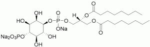 Phosphatidylinositol 4-phosphate diC8 (PI(4)P diC8) - Echelon Biosciences