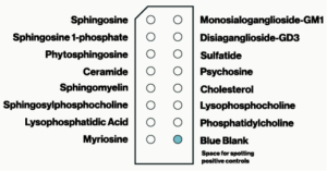 S-6000 Sphingo Strips - Lipid Protein Interaction Assay - Echelon Biosciences