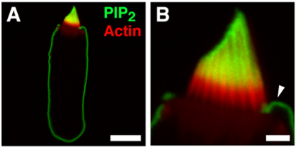 Z-A045, PIP2 anitbody - Echelon Biosciences