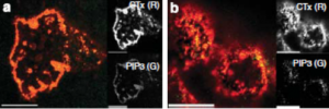 Z-A345, PIP3 antibody - Echelon Biosciences