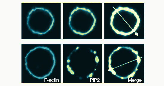 Z-G045, fluorescein PIP2 antibody - Echelon Biosciences