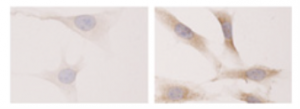 Z-G345, fluorescein PIP3 antibody - Echelon Biosciences