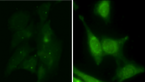 Anti-PtdIns(3)P IgG antibody - Echelon Biosciences