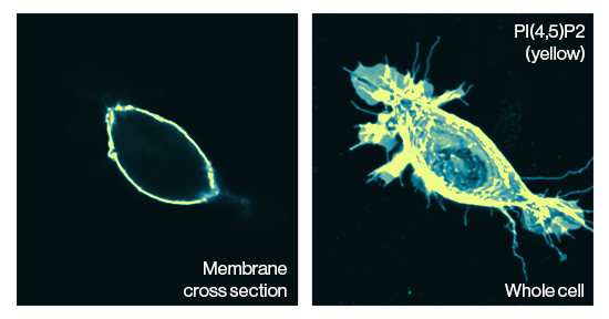 Z-P045, anti-PIP2 antibody, Echelon Biosciences