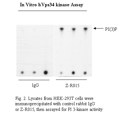 Vps34 antibody - Echelon Biosciences