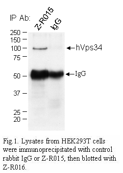 Anti human Vps34 Antibody, for western and immunostaining - Echelon Biosciences