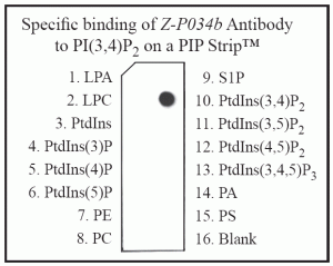 Purified Anti-PtdIns(3,4)P2 IgG - Echelon Biosciences