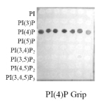 PI(4)P Grip (SidC-3C) - Echelon Biosciences