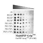 MultiPIP Grip protein - Echelon Biosciences
