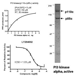 PI3-Kinase alpha (PI3Ka), active - Echelon Biosciences
