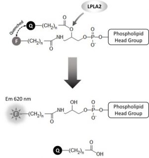 K-7000A, LPLA2 Activity Assay - Echelon Biosciences