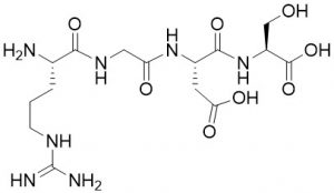 Arg-Gly-Asp-Ser (RGDS) - Echelon Biosciences