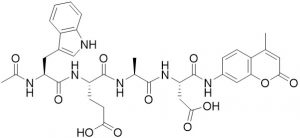 Ac-Trp-Glu-Ala-Asp-AMC (Caspase 1 (ICE) Substrate)