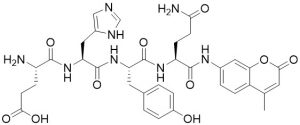 Glu-His-Tyr-Gln-AMC, protease substrate - Echelon Biosciences