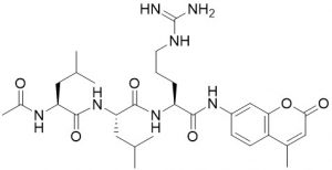 Ac-Leu-Leu-Arg-AMC - Echelon Biosciences