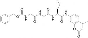 Z-Gly-Gly-Leu-AMC - Echelon Biosciences