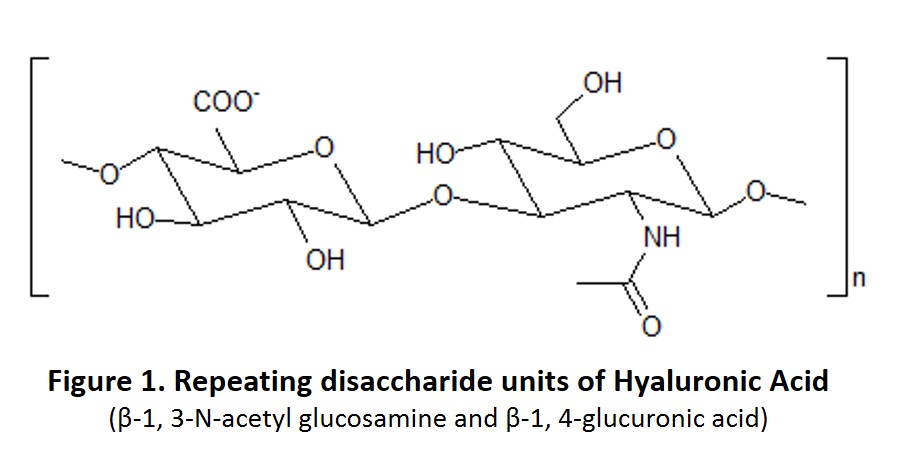 Hyaluronic acid, Hyaluronan